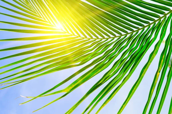 Sole Sopra Foglie Palma Verde Bellissimo Sfondo Tropicale — Foto Stock