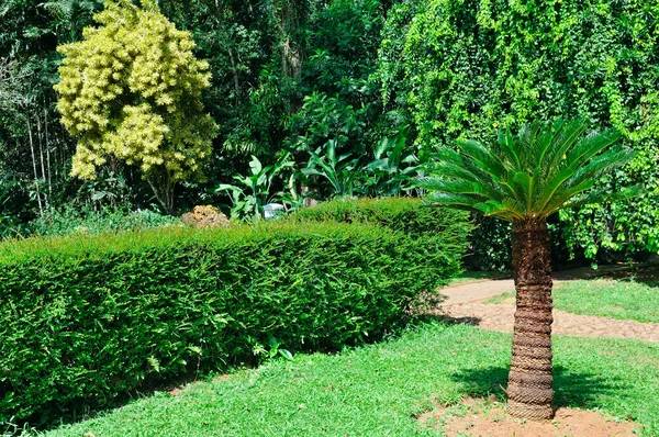 Piękny Tropikalny Park Palmami Żywopłotami Innymi Roślinami Chodzi Podróżowanie — Zdjęcie stockowe