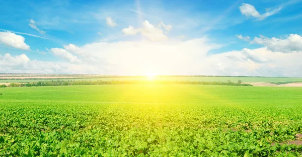 Campo Verde Remolacha Azucarera Amanecer Sobre Horizonte Foto Amplia — Foto de Stock