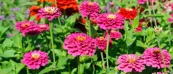 Bright Floral Background Multicolored Zinnia Wide Photo — Stock Photo, Image