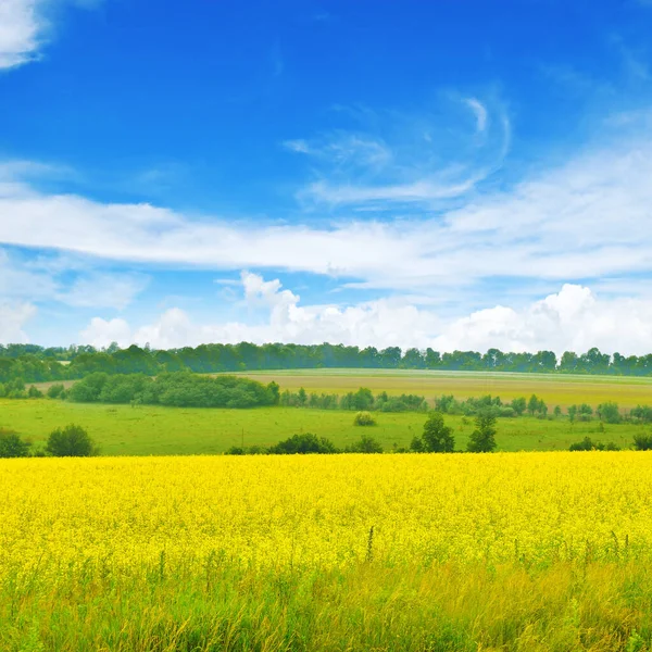 Žluté Pole Kvetoucího Znásilnění Modrá Obloha Mraky Krásná Venkovská Krajina — Stock fotografie