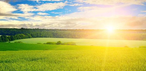 緑のフィールド 太陽と青空 農業の風景 広い写真 — ストック写真