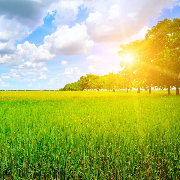 Green Field Sun Blue Sky Agricultural Landscape — Stock Photo, Image