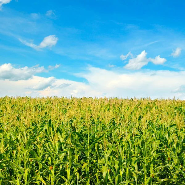 Campo Maíz Verde Hermosas Nubes Cielo Azul Paisaje Agrícola —  Fotos de Stock