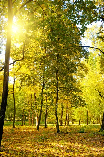 Güneşli Havada Sarı Ağaçların Olduğu Güzel Bir Sonbahar Parkı — Stok fotoğraf