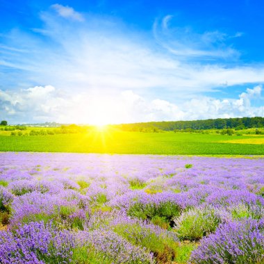 Çiçekli bir lavanta tarlası ve parlak bir gündoğumu. Moldova Cumhuriyeti Tarım Çiftlikleri.