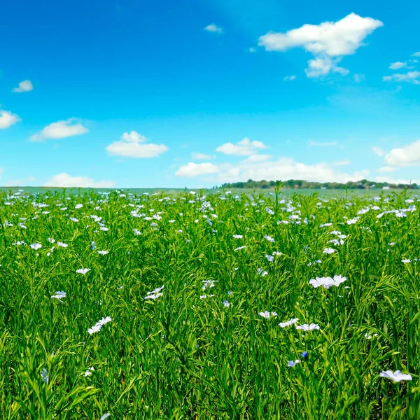 Felder Mit Blühendem Flachs Und Blauem Himmel Frühlingshafte Agrarlandschaft — Stockfoto