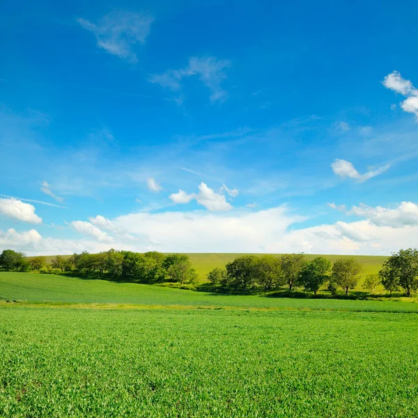 Campo Verde Cielo Blu Con Nuvole Chiare Paesaggio Agricolo — Foto Stock