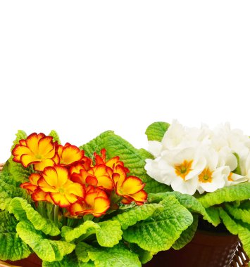 Beyaz arka planda izole edilmiş çiçek açan çuha çiçekleri. Metin için boş alan.