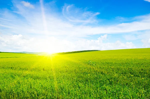 Zelené Pole Slunce Modrá Obloha Zemědělská Krajina — Stock fotografie