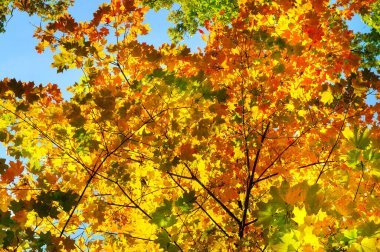 Sarı akçaağaç yaprakları mavi gökyüzüne karşı. Seçici odaklanma. Güzel sonbahar manzarası.