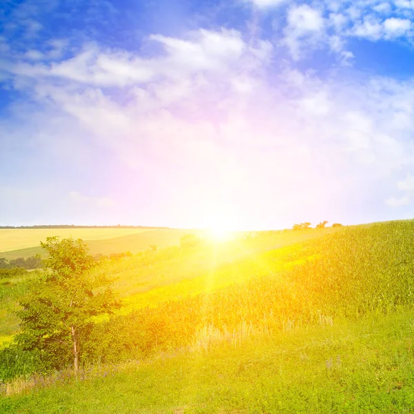 Campo Montanhoso Nascer Sol Céu Azul Primavera Paisagem Agrícola — Fotografia de Stock