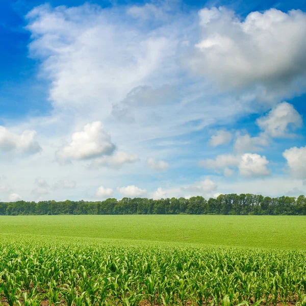 Green Corn Field Beautiful Clouds Blue Sky Agricultural Landscape — Stock Photo, Image