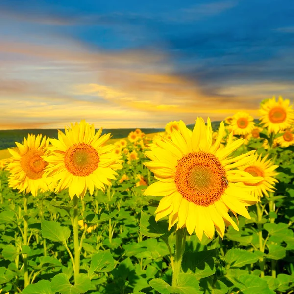 Field of blooming sunflowers on a background sun set.