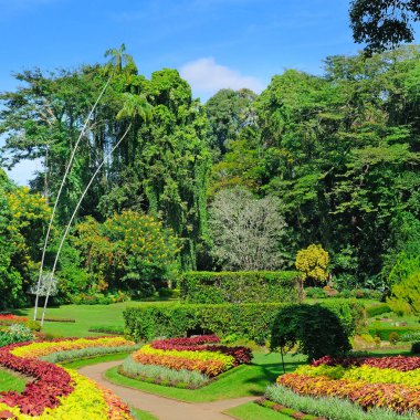 Bir sürü çiçeği ve egzotik ağaçları olan tropik bir bahçe. Şehir parkında güneşli bir gün, SriLanka 'da iç.