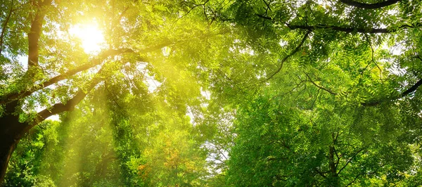 サマーパーク 太陽の光は木々の緑の冠を通して輝きます 広い写真 — ストック写真