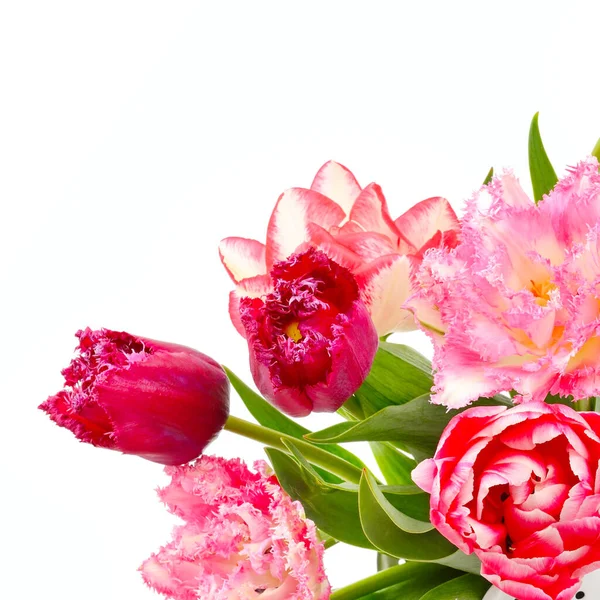 Букет Красивых Тюльпанов Изолирован Белом Фоне Идея Поздравительной Открытки Свободное — стоковое фото