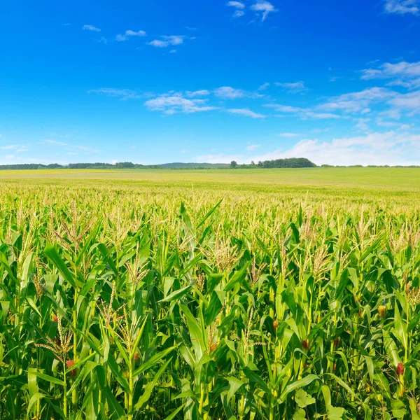 Zielone Pole Kukurydzy Piękne Chmury Błękitnym Niebie Krajobraz Rolny — Zdjęcie stockowe