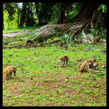 A family of monkeys in a park in Sri Lanka. clipart