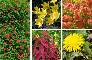 Çeşitli canlı çiçekler ve yeşil bitkilerden oluşan çarpıcı bir kolaj. Bu canlı görüntü bahçıvanlık, doğa ve bitki yaşamının çeşitliliği temaları için idealdir..