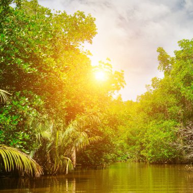 Huzurlu bir nehir, yaprakların arasından süzülen parlak güneş ışığıyla sık ve gür tropikal bir ormanda süzülür. Sahne vahşi, el değmemiş doğanın özünü yakalıyor..
