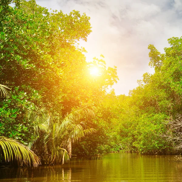 Huzurlu bir nehir, yaprakların arasından süzülen parlak güneş ışığıyla sık ve gür tropikal bir ormanda süzülür. Sahne vahşi, el değmemiş doğanın özünü yakalıyor..