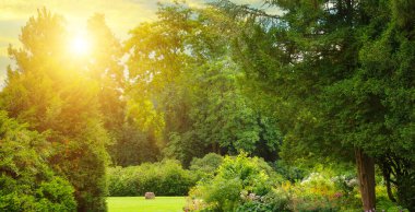 Ağaçları ve çiçekli çalıları olan yemyeşil bir bahçenin huzurlu manzarası. Güneş ışıl ışıl parlıyor, güzel bir mercek parlaması yaratıyor, doğa ve sükunet temaları için ideal hale getiriyor..