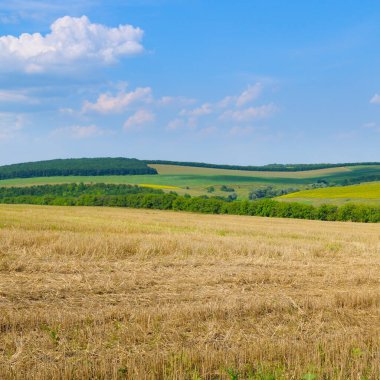 Engin mavi gökyüzünün altındaki yeşil ağaçlar ve uzak tepelere uzanan, altın saman sakallı, geniş açılı bir tarla. Bu görüntü barışçıl bir doğayı, tarımı ve kırsal yaşamı temsil ediyor..