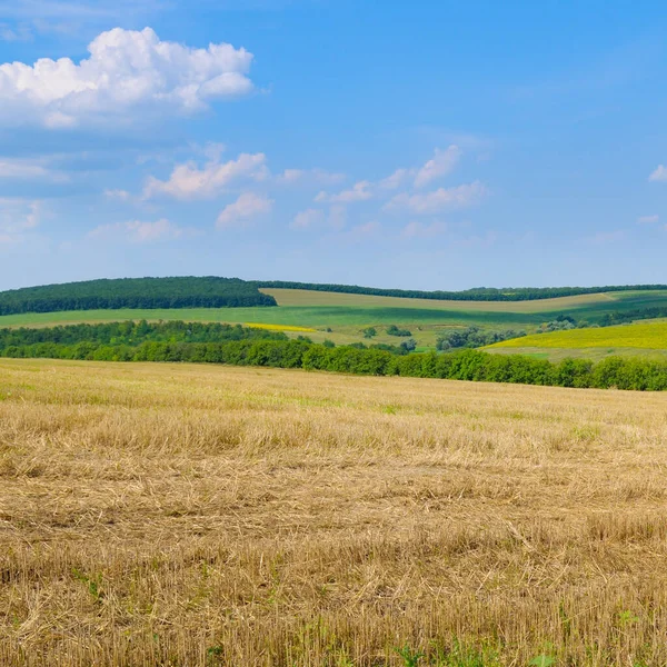 Engin mavi gökyüzünün altındaki yeşil ağaçlar ve uzak tepelere uzanan, altın saman sakallı, geniş açılı bir tarla. Bu görüntü barışçıl bir doğayı, tarımı ve kırsal yaşamı temsil ediyor..