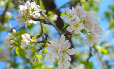 Güzel beyaz ve açık pembe çiçeklerin bir elma ağacının dalında yakın plan çekimi. Narin çiçekler açık mavi gökyüzüne karşı dizilir. Bahar, yenilenme ve doğal güzellik hissi uyandırır..