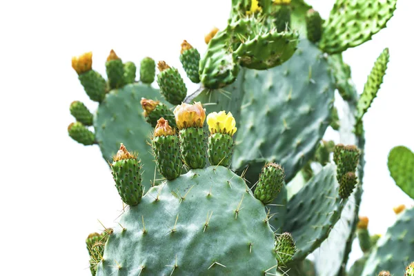 Prickly Cactus Plant Flowers Isolated — Stock Photo, Image