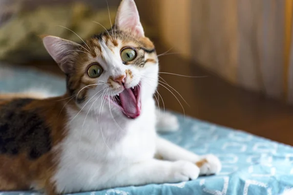 Yawning Cat Looking Camera — Stock Photo, Image