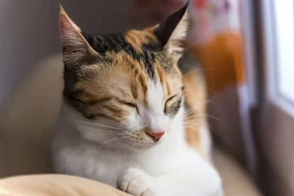 Pencerenin önünde uyuyan kadın alaca kedi