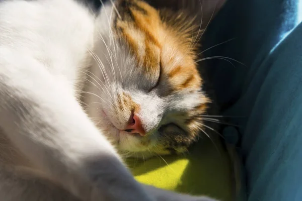 그녀의 고양이 실내에서 고양이 — 스톡 사진