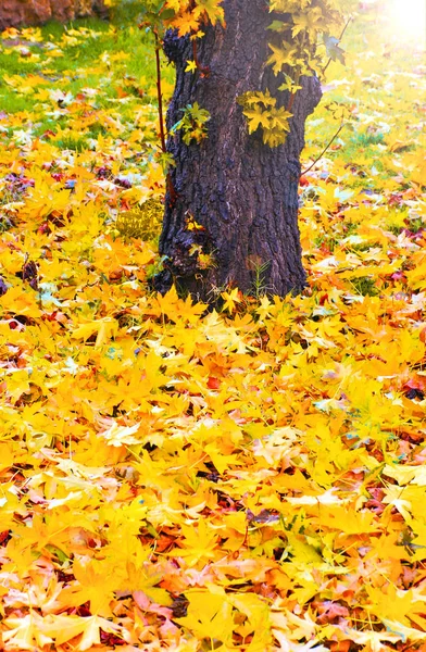 Fallen Yellow Maple Leaves Ground Autumn Outdoor — Stock Photo, Image