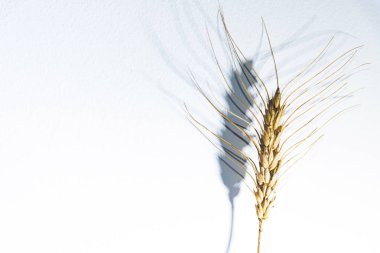 Buğday başak beyaz arka plan önünde yakın çekim