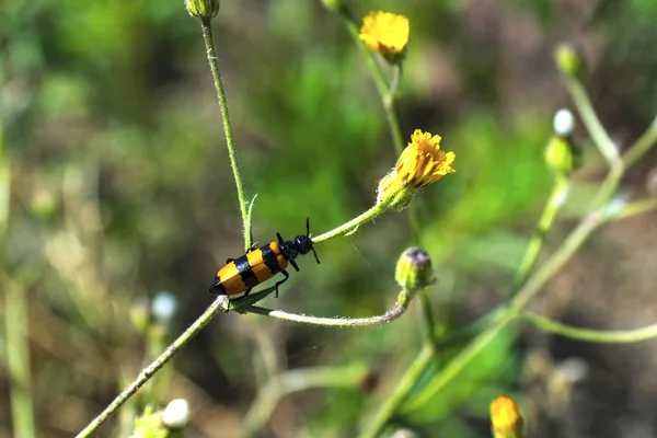 Insect Hold Flower Branch Morning Close Outdoor — Stock Photo, Image