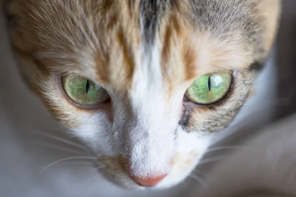 メス猫顔マクロ写真 猫の詳細を閉じる — ストック写真