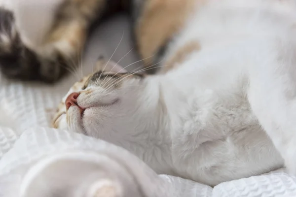 그녀의 고양이 침대에서 자고있는 칼리코 고양이 클로즈업 매크로 — 스톡 사진