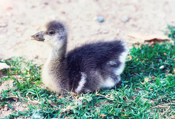 Little ugly duckling sitting in a garden at a farm, close up, baby animals