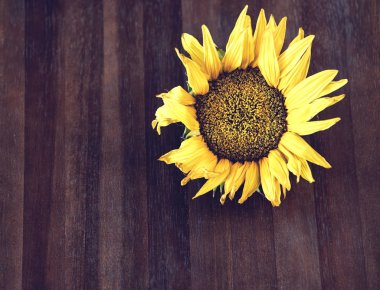 Ahşap arka plan üzerinde tek ayçiçeği, yakın, sarı güzellik