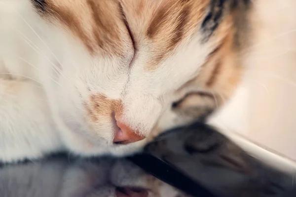 Female calico cat sleeping on a piano at home, close up, macro photography