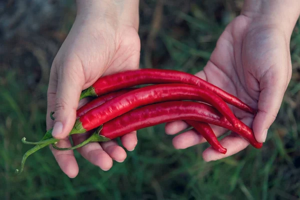 Handful red chili peppers on a woman\'s hand, above vantage point photography, close up