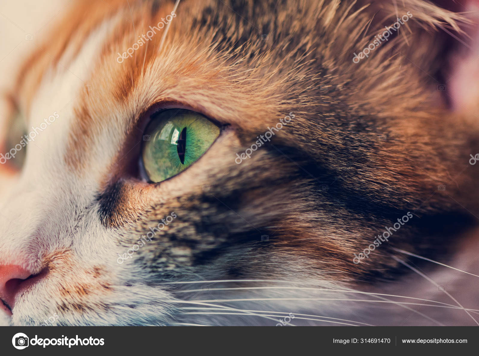 Oeil Chat Calico Feminin Detail Isole Macro Photographie Image Libre De Droit Par Photo Ba C