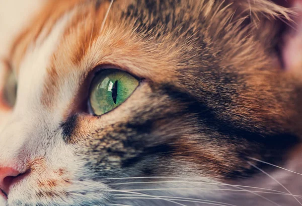 Vrouwelijke Calico Kat Oog Detail Geïsoleerd Macro Fotografie — Stockfoto