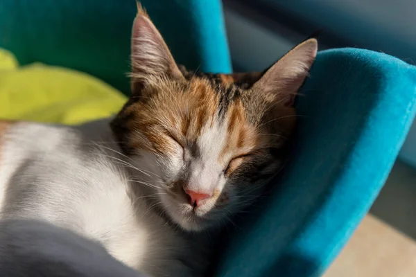 Female calico cat sleeping in her cat bed on a sunny morning, close up