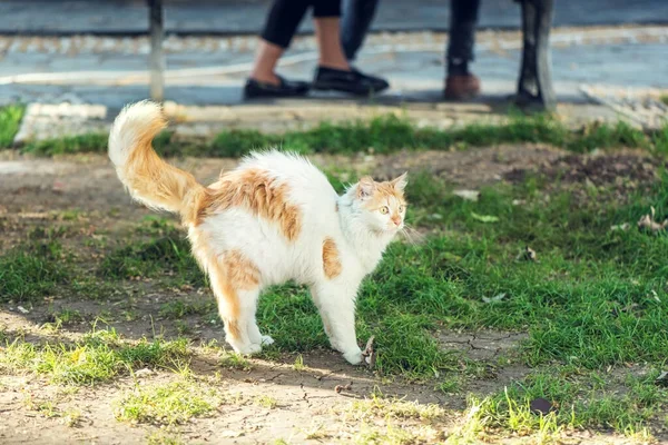 Şirin bir kedi, güneşli bir günde bir köpek görür ve ondan korkar.