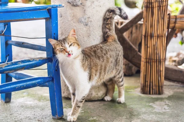 Bahçede mavi bir sandalyeyi ovuşturan güzel bir kedi.