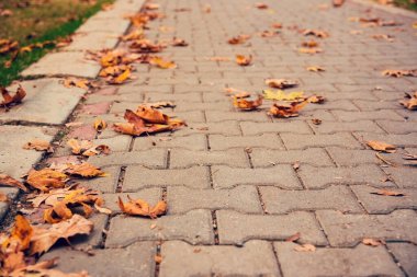 Bir parkta yürüyüş yolunda düşen yapraklar, kapalı, izole edilmiş.