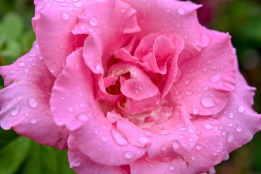 Pembe Bahçe Gül İzole